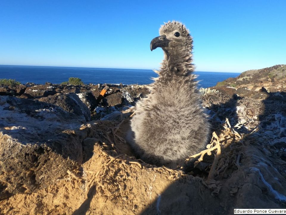 albatro patas negras