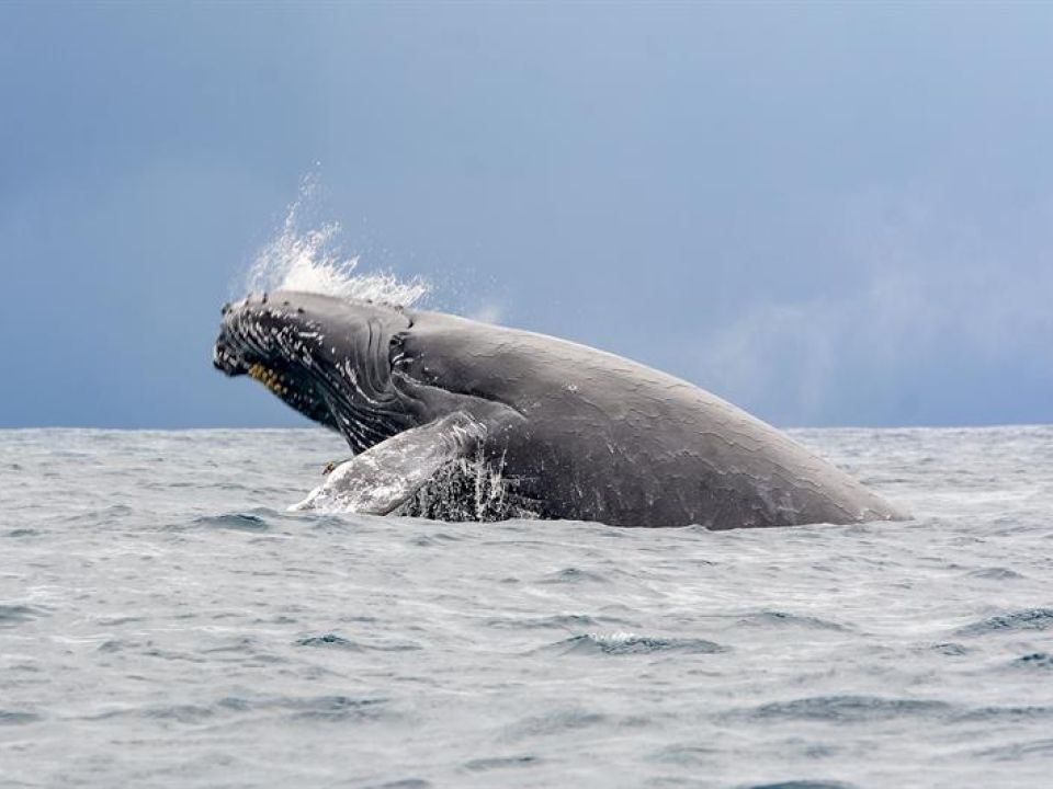 Ballena jorobada