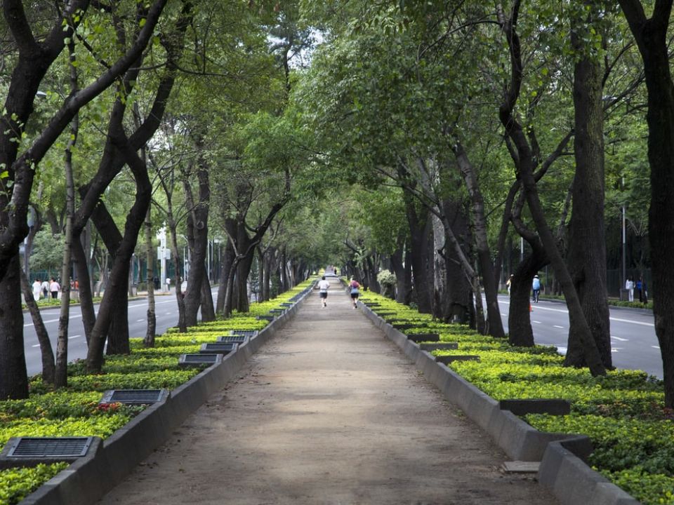 Arboles en Reforma CDMX