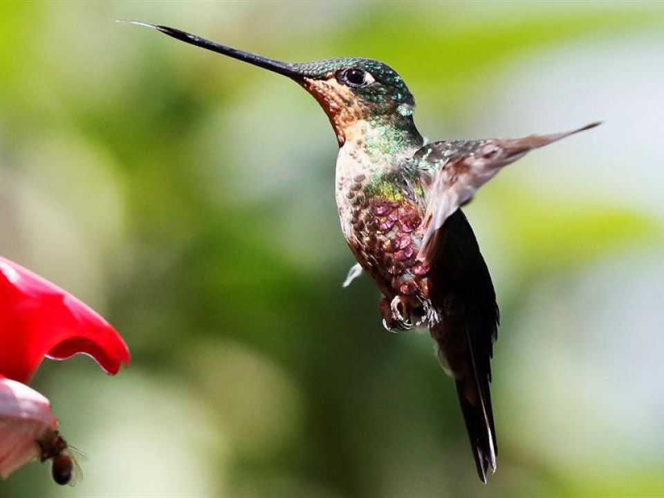 Colibrí