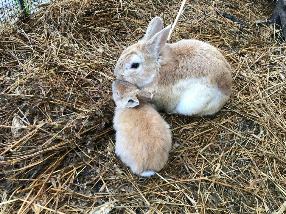 Conejos