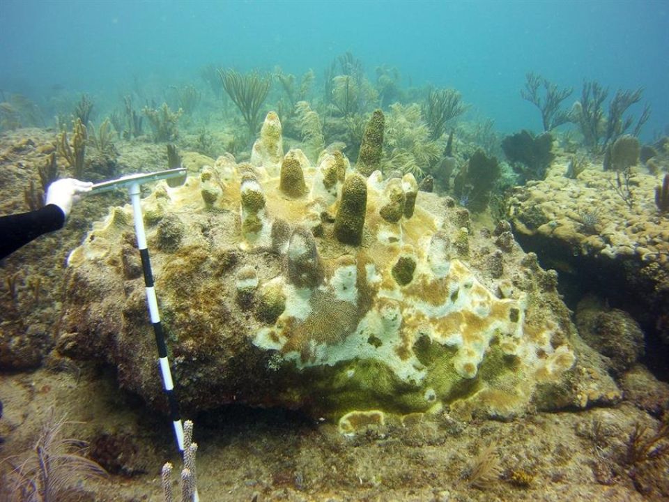 Enfermedad de Pérdida de Tejidodel Coral 