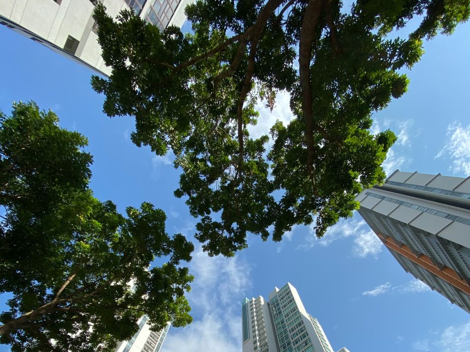 Edificios y arboles