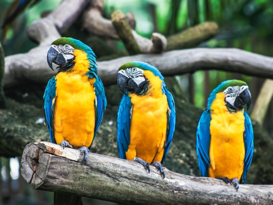 Guacamayas