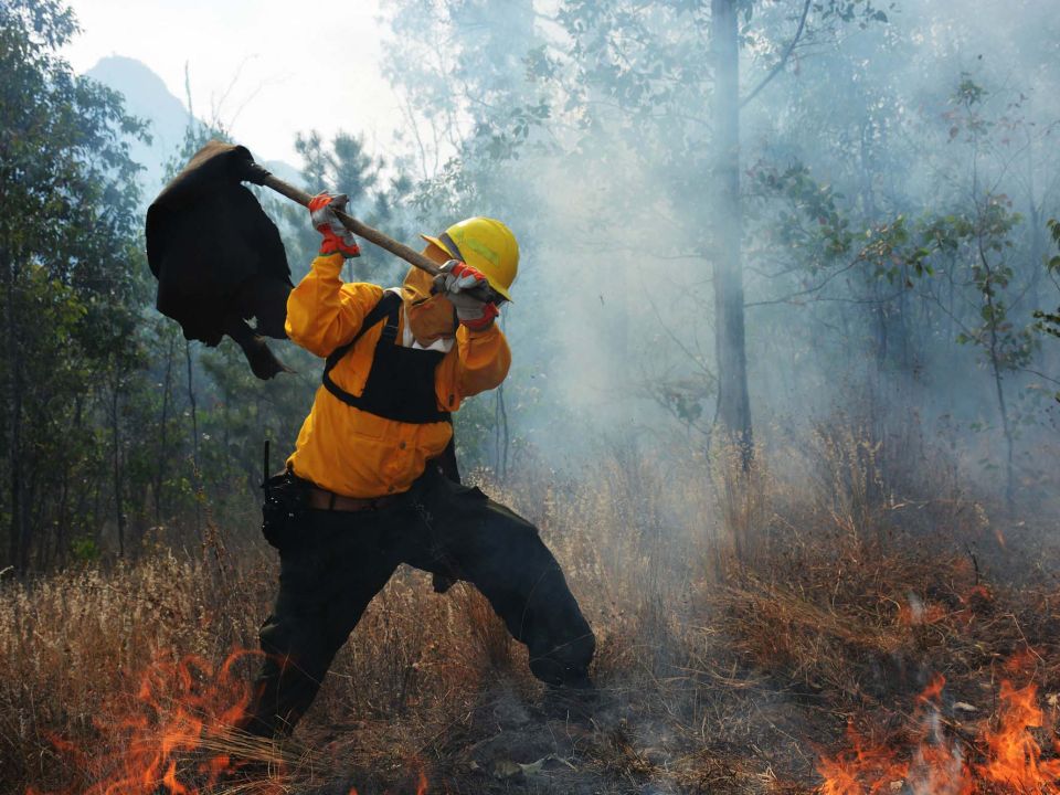 Incendio forestal