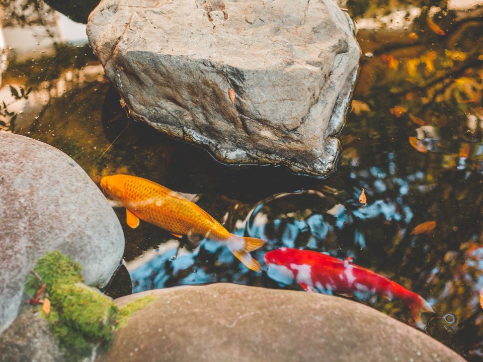 Peces