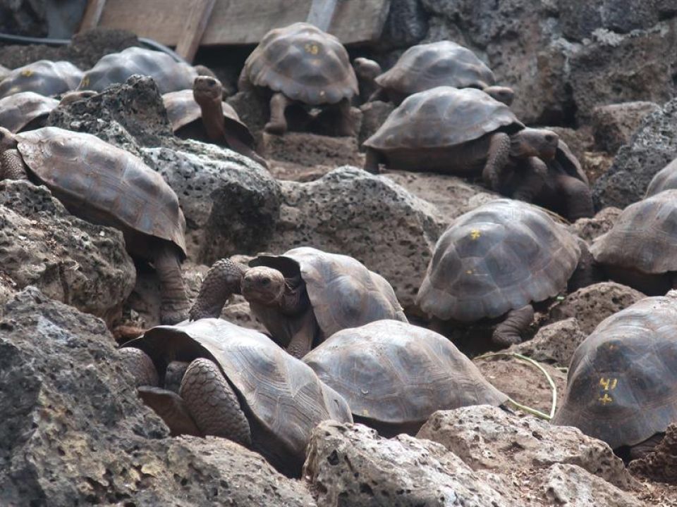 Tortugas Galápagos