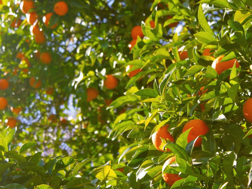 Árbol de naranja