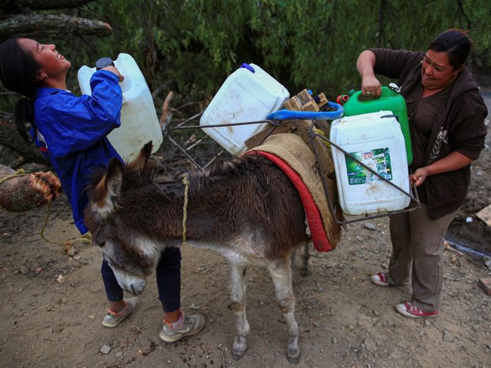 Burros y agua