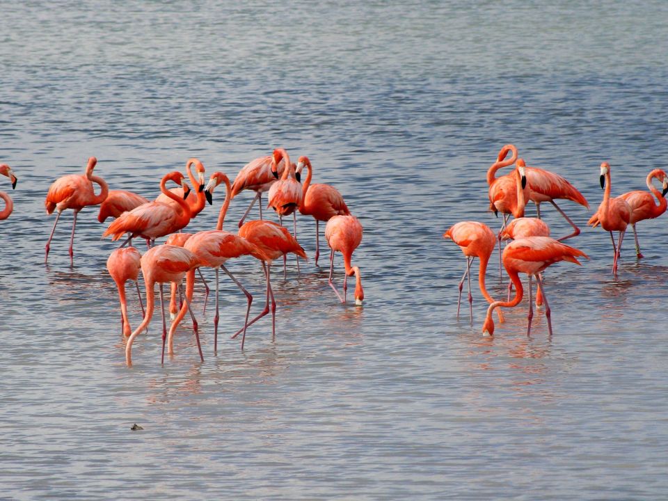 Flamencos