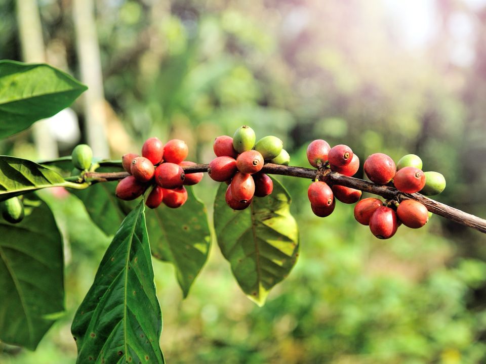 Granos de café