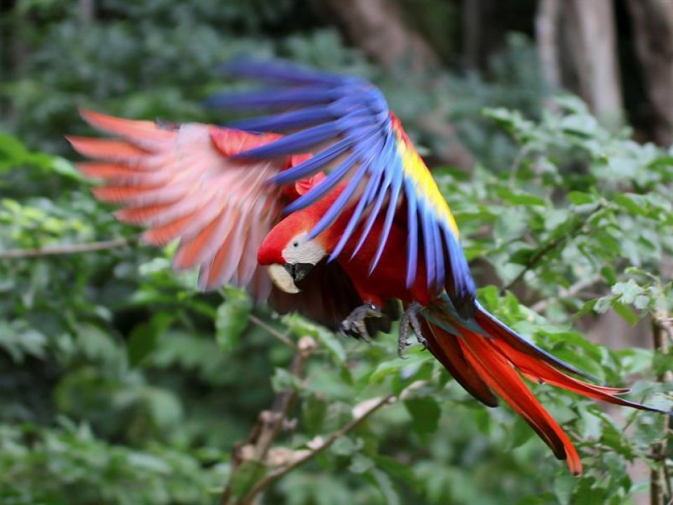 Guacamaya