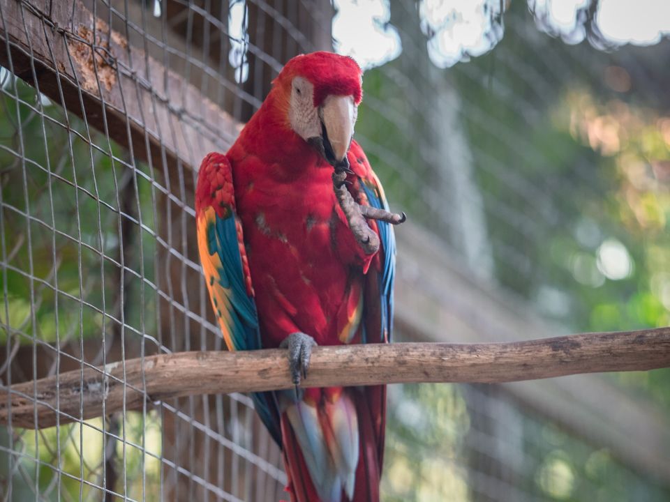 Guacamaya