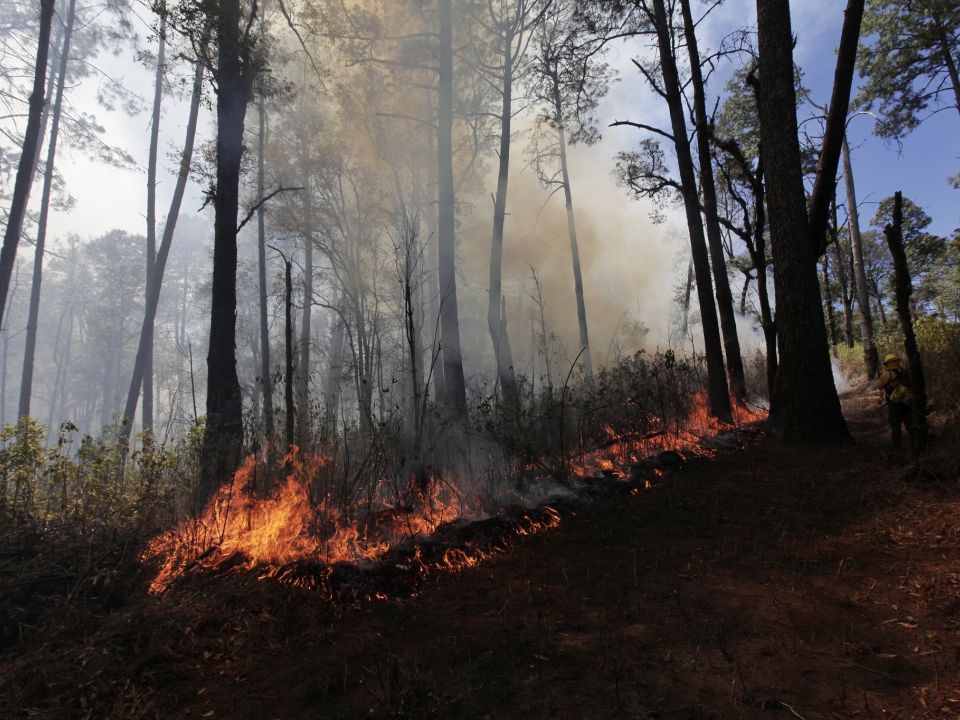 Incendio forestal