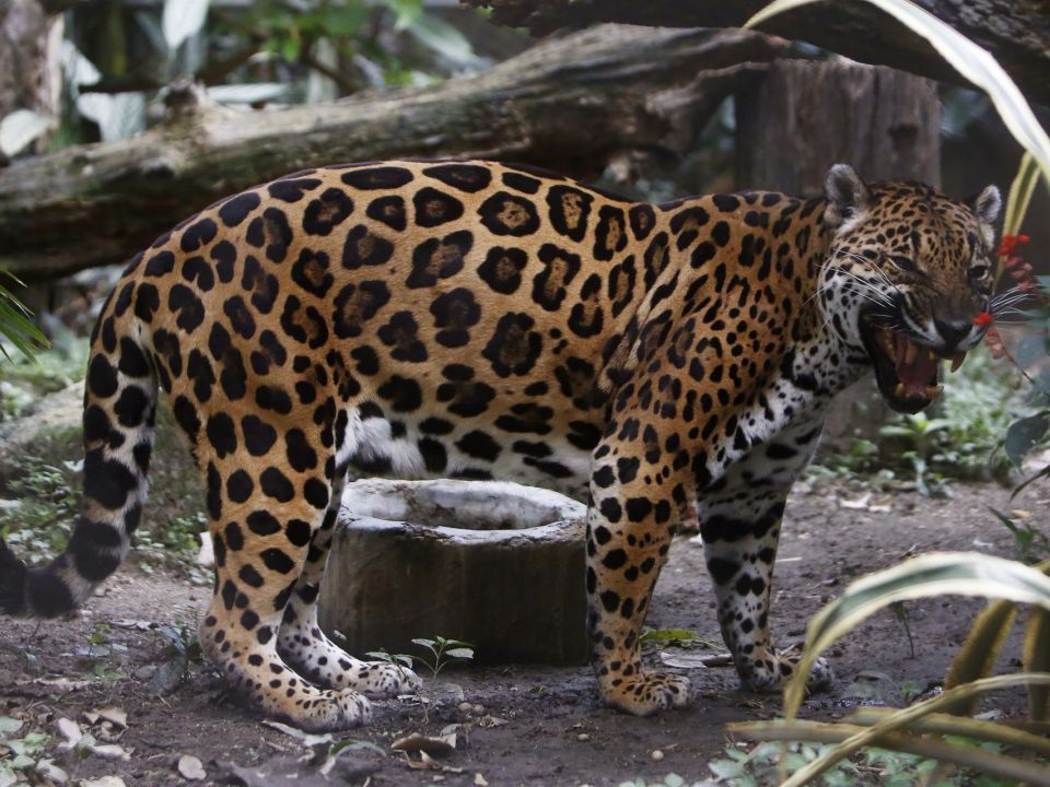 Jaguar