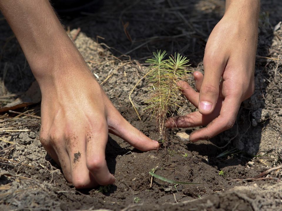 Reforestación