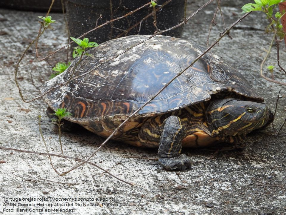 Tortuga japonesa