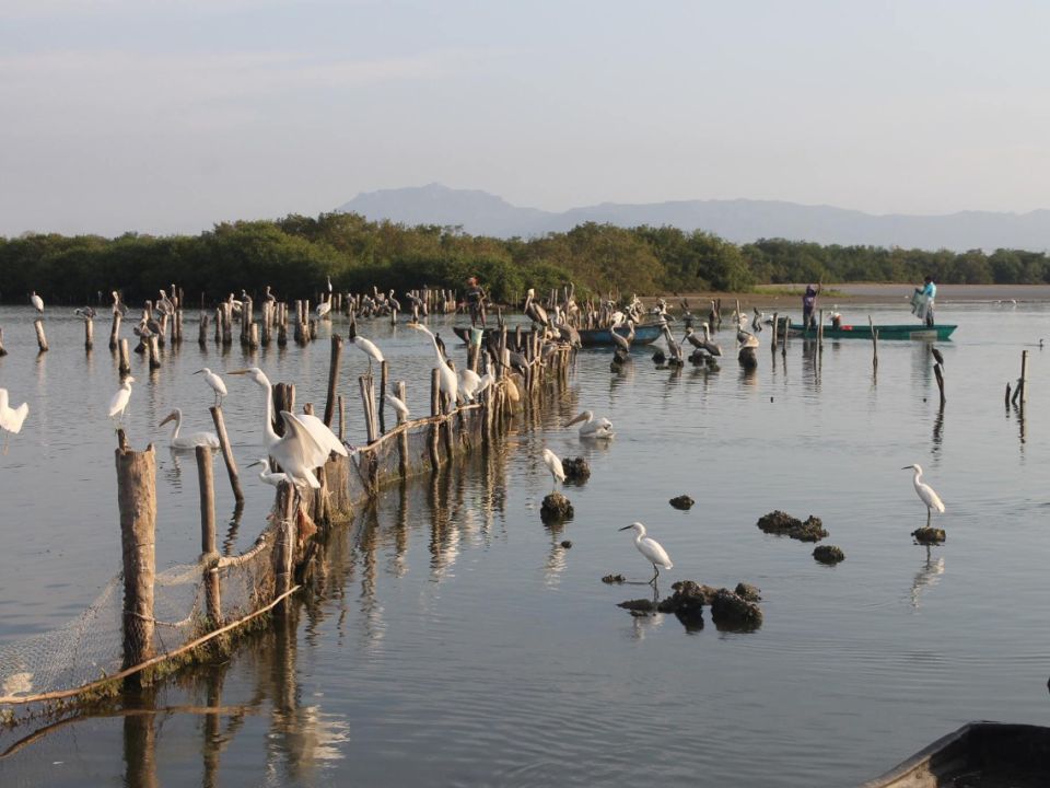 Aves migratorias