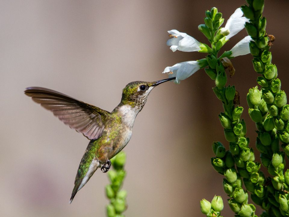 Colibrí