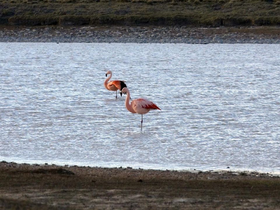 flamencos 