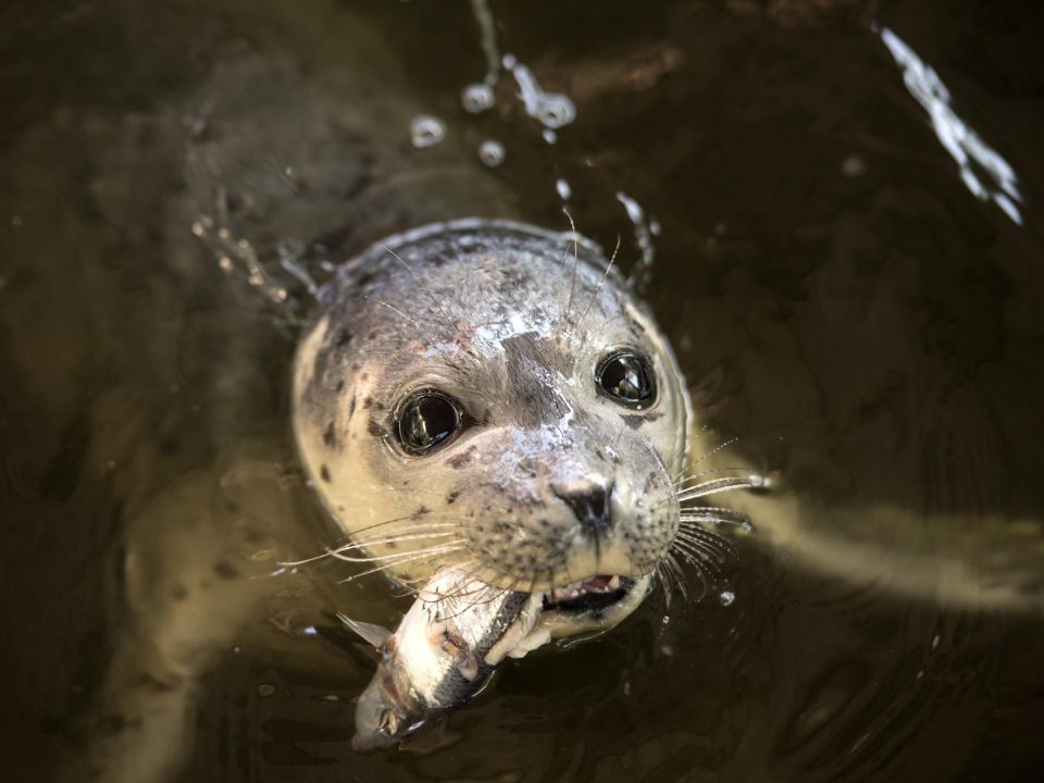 Foca
