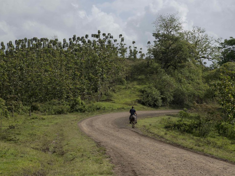 Reforestación en Nicaragua