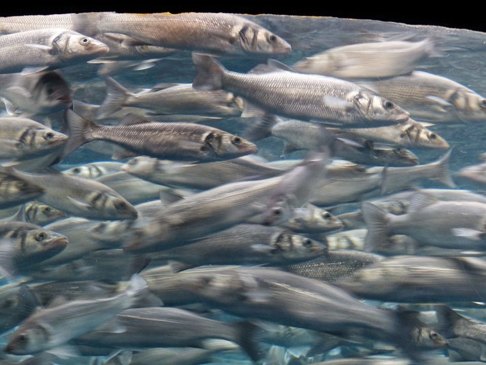 Sardinas