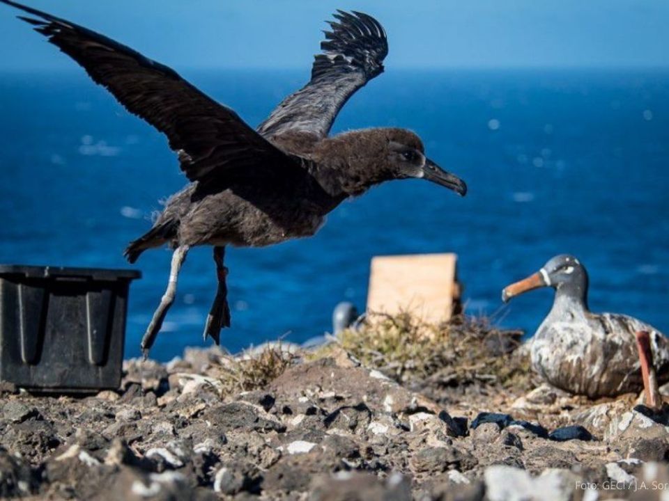 Albatro 