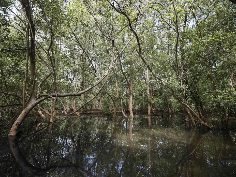 Manglar