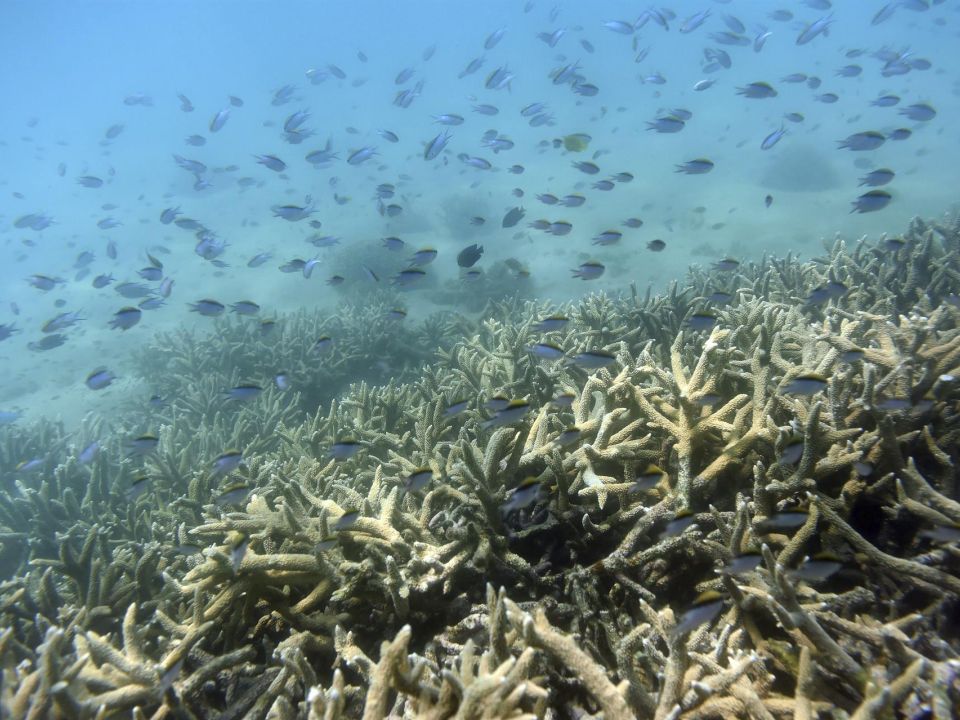 Gran Barrera de coral 