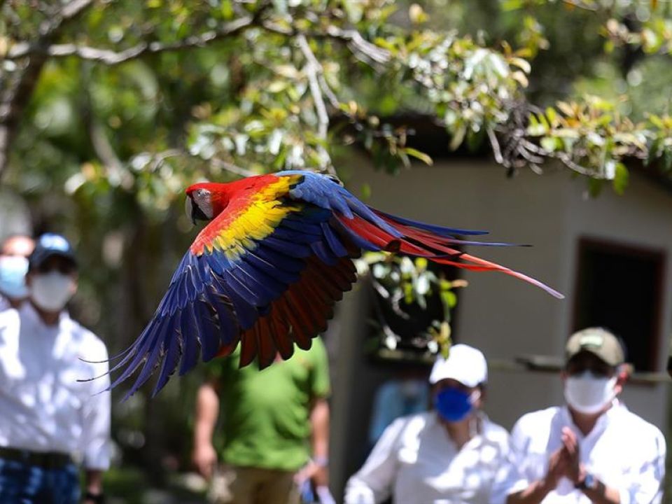 Guacamaya