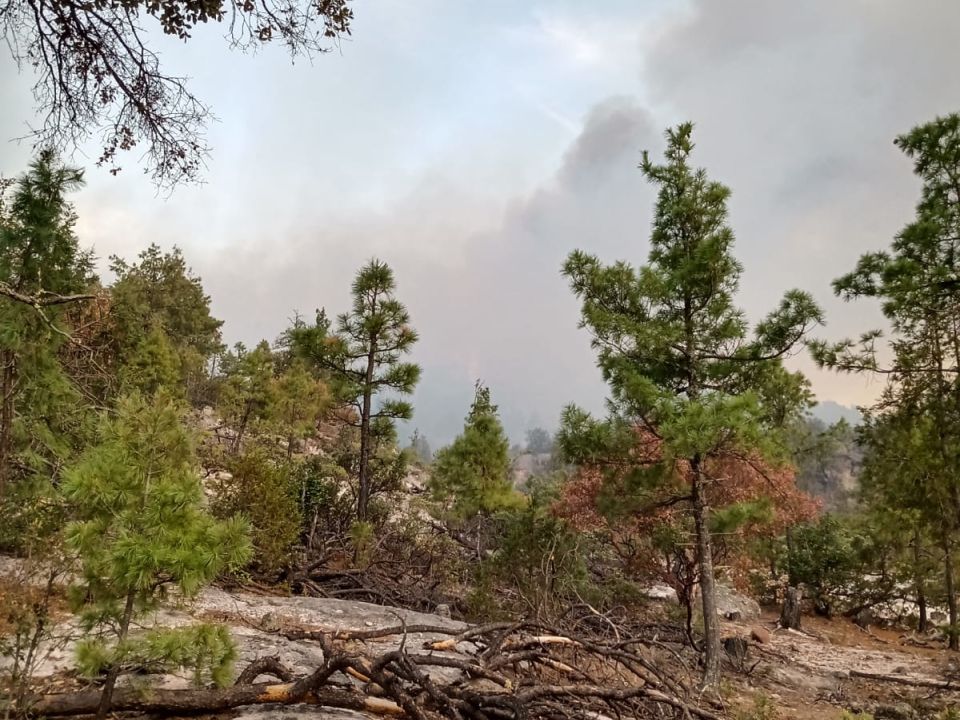 Incendio forestal