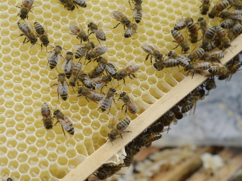 Panal de abejas