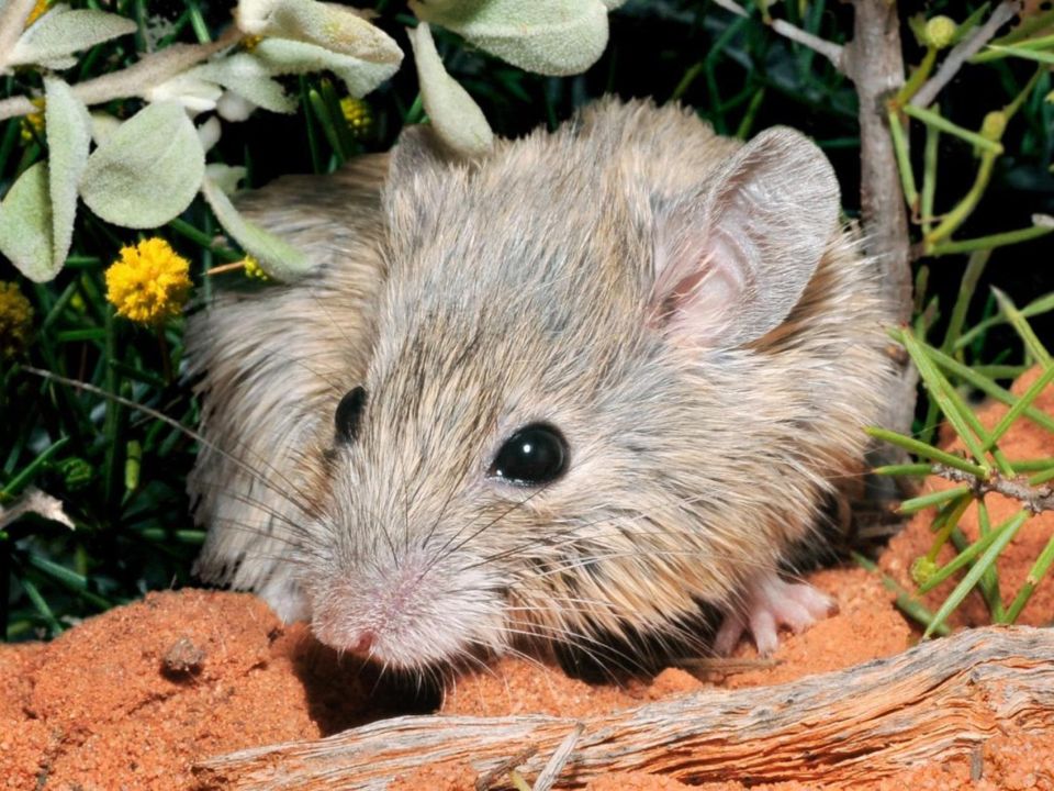 ratón australiano