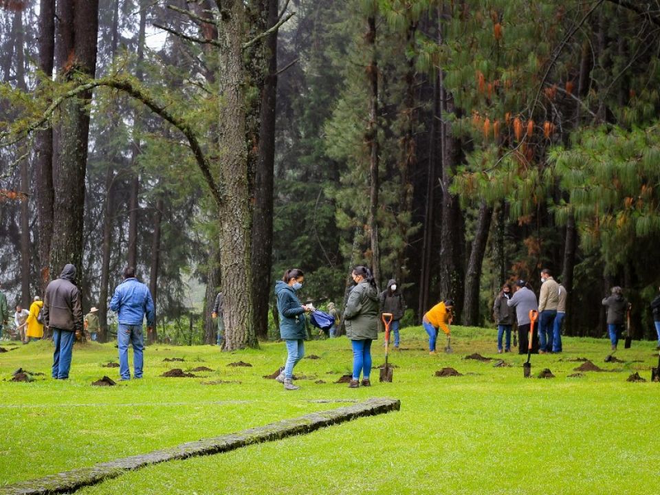 Reforestación en Edomex