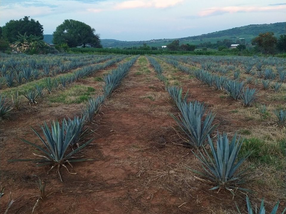 Agave