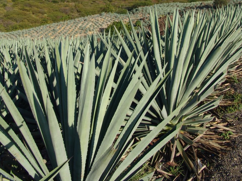 Agave