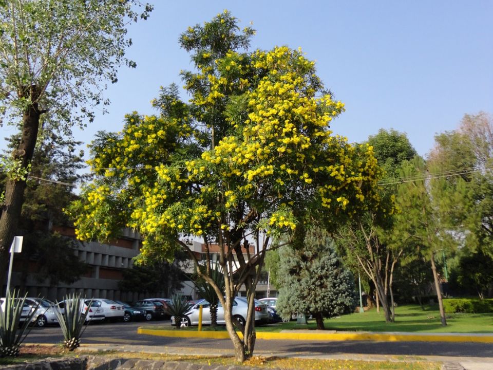 Árbol UNAM