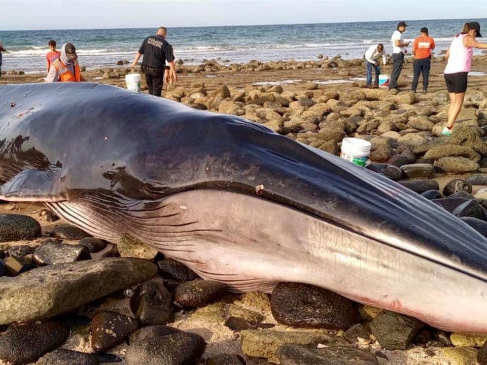 Varamiento de ballena