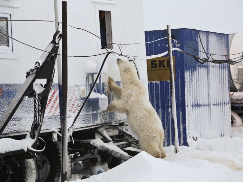 Oso polar