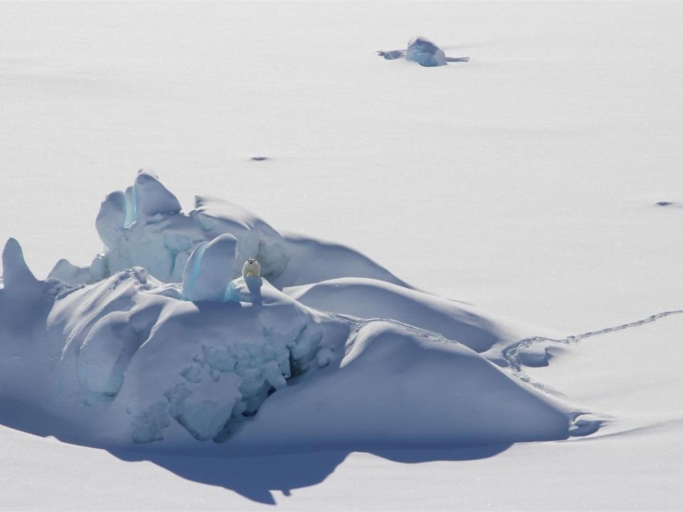 Hielo marino