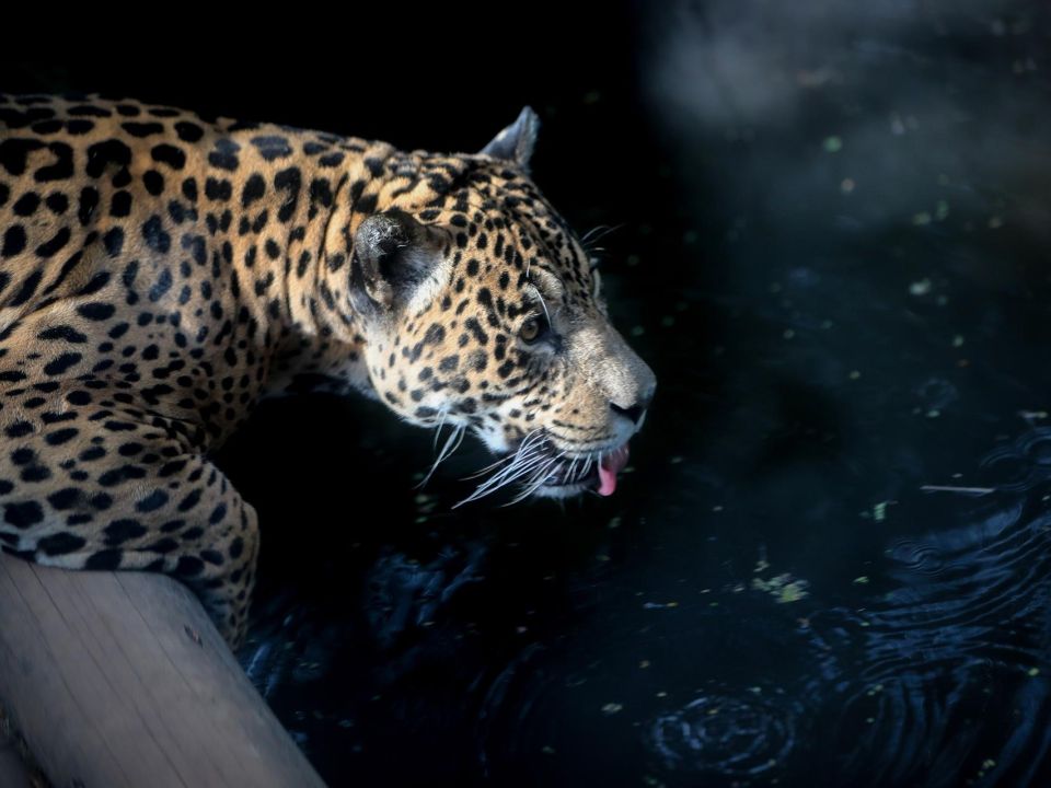 Jaguar