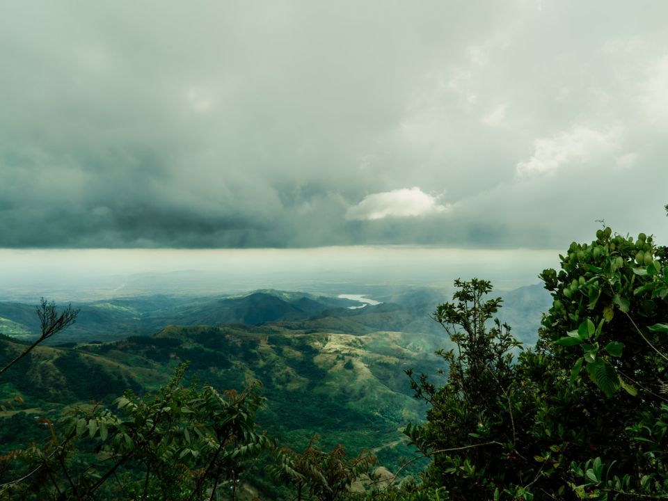 Bosque Panama