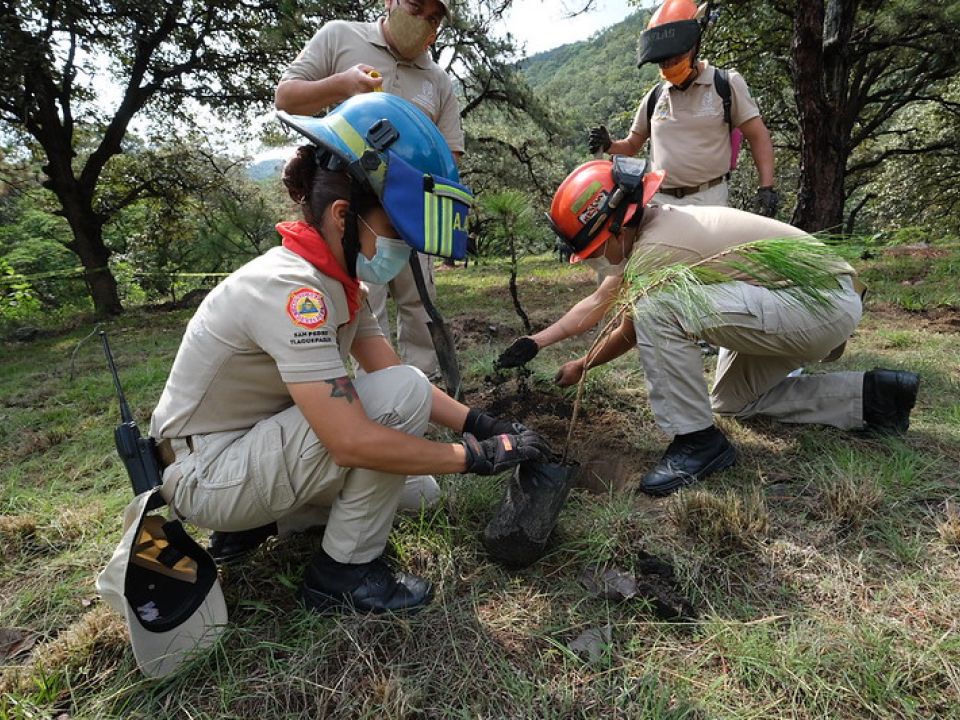 Reforestación Jalisco