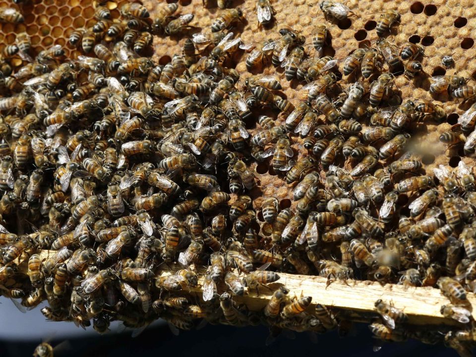 Abejas