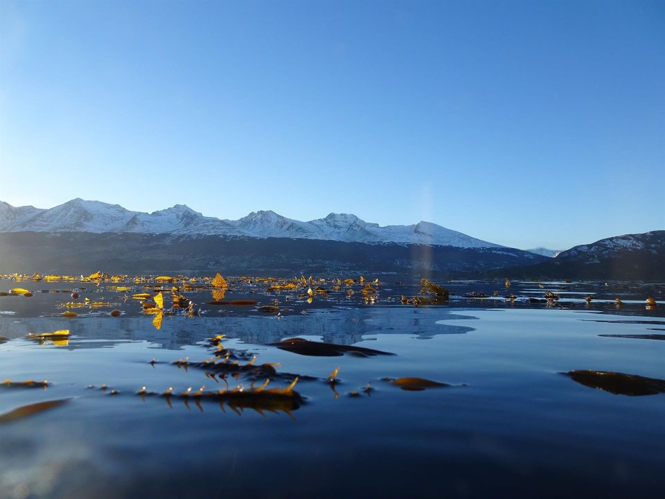 Bosque de alga