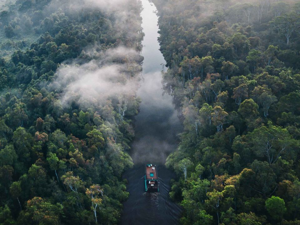 Bosque Indonesia