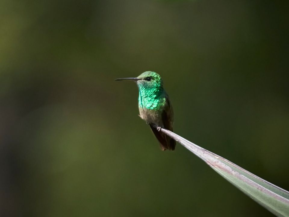 Colibrí