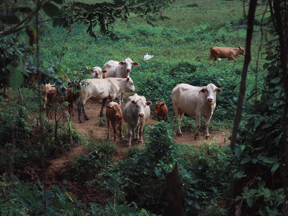 Vacas