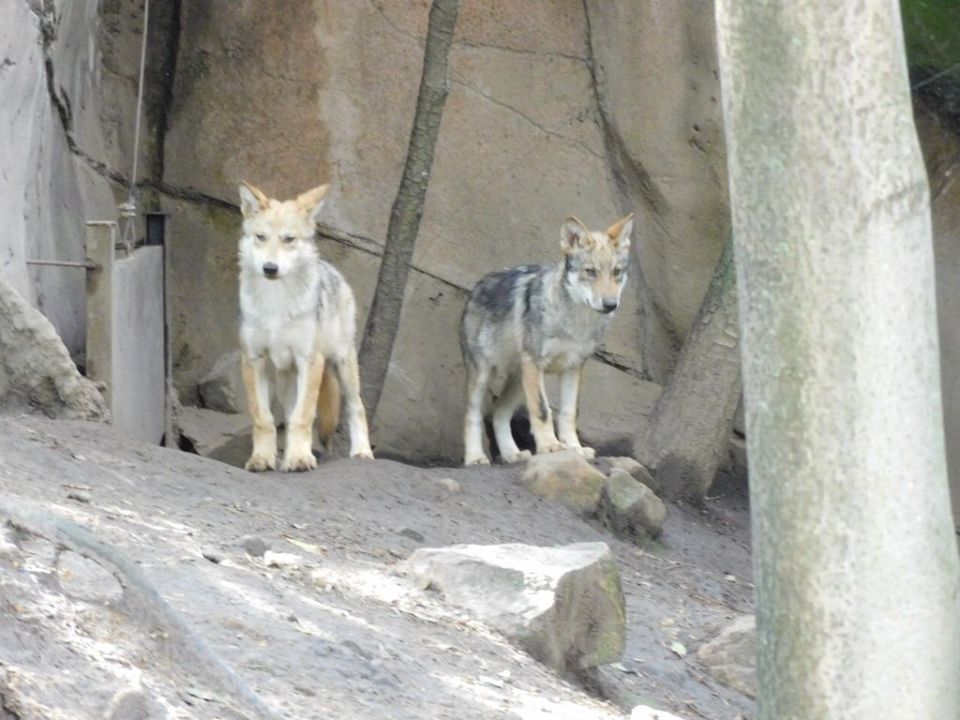 Lobo mexicano 